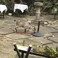 ヤギがいました