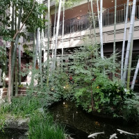 中庭の竹林