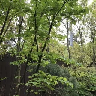 庭です。披露宴会場から見えます。