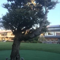 庭園の木