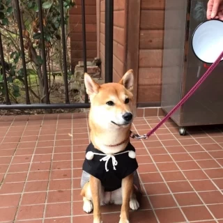 森のホール。ペット可。