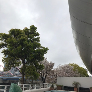 ここでドロップアンドフライを行いました。桜が見えます。