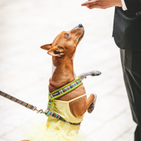 ガーデンBBQでお肉を狙う愛犬