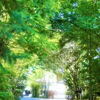 敷地内も緑がいっぱいでそこでお写真もいっぱいとれました