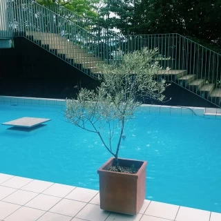 プール