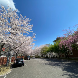 桜満開でした|566079さんの迎賓館 サクラヒルズ川上別荘の写真(1063655)