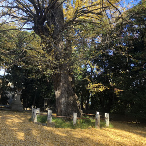 秋は境内のイチョウが綺麗です|566657さんの赤坂 氷川神社の写真(1565731)