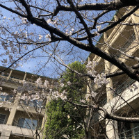 桜の木があり、綺麗でした。