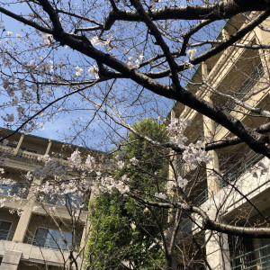 桜の木があり、綺麗でした。|567407さんのアグネス ホテル アンド アパートメンツ 東京（営業終了）の写真(1074385)