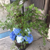 玄関にはお客様をお出迎えする花のあしらいを。