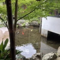 鯉がいます