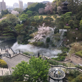 雲海と桜