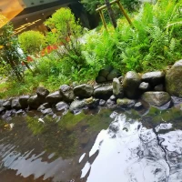 お庭に鯉がいました。落ち着いた雰囲気でいいですね。