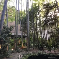 竹林