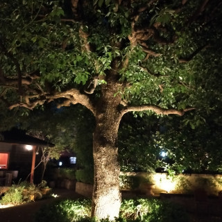 夜のガーデンの木