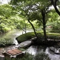 コイが泳いでました。