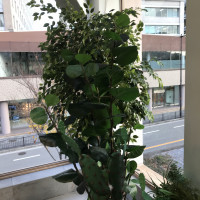 植物