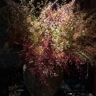 外のお花