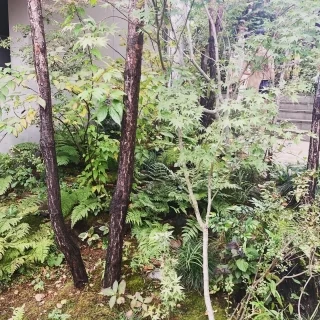 都会とか思えないお庭でした。