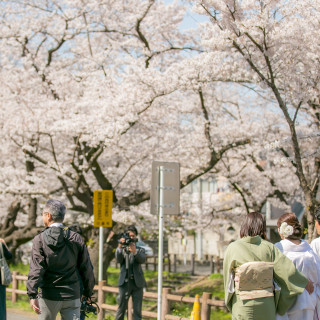 神社の裏にある桜並木
