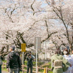 神社の裏にある桜並木|577180さんの川越氷川神社・氷川会館の写真(1141336)