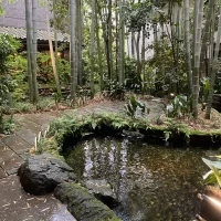 中庭の竹林。白いコイが泳いでいます。
