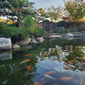 本格的な庭と池があり、とても映える景観です。|577860さんのTHE GARDEN DINING 弓絃葉（ザ・ガーデンダイニング ユズルハ）の写真(1146292)