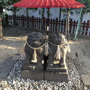 夫婦狛犬|578327さんの浅草神社の写真(1157291)