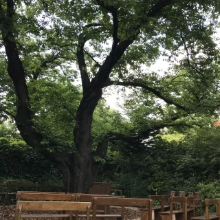 大きな木の下でのガーデンスタイルセレモニーも素敵でした。