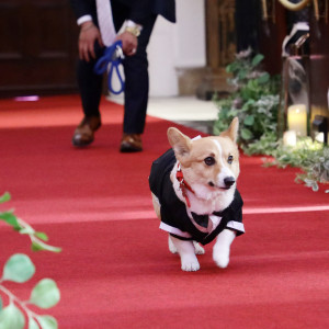 リングドッグ|579463さんのノートルダム北九州/FIVESTAR WEDDINGの写真(1476710)