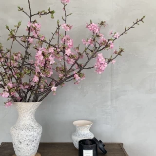 河津桜が美しい