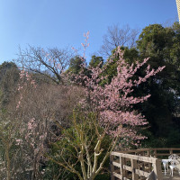 貸切の庭。桜が咲いたら綺麗。方角によって景色が変わる。