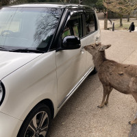 奈良公園なので、一歩出たら鹿も普通にいてます