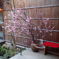 桜祭りを開催しているときは館内に桜が沢山飾られる。