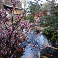 桜祭りを開催しているときは館内に桜が沢山飾られる。