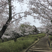 東山動植物園は桜の名所でもあり、前撮りで利用できる