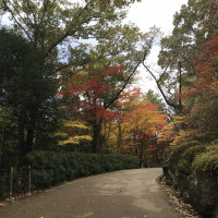 東山動植物園は紅葉の名所でもあり、和装の前撮りをした
