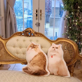 プランナーのおすすめで、猫ちゃんのクッションを持ってきました