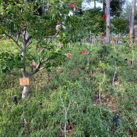 椿山荘の所以である各地の椿の花が咲いています。