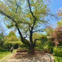 大きな桜の木
この前で集合写真を撮りました