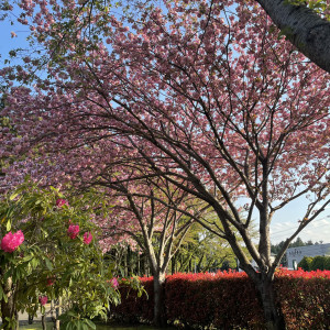 色とりどりの花がある|583942さんのザ・ハウス・オブ ブランセの写真(1187261)