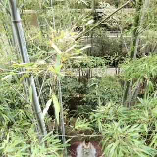 竹林が和を感じさせてくれます
