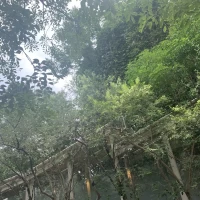 緑がいっぱい。木漏れ日がいい雰囲気でした。