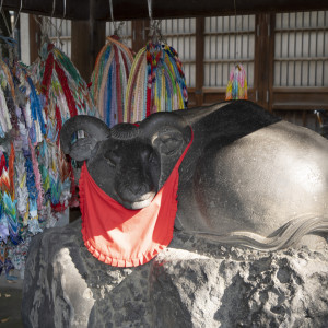体の良くしたい部分を触ると良いとされる撫で牛|585091さんの牛嶋神社の写真(1411385)