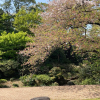 見学に行ったタイミングは桜が散った直後でした。