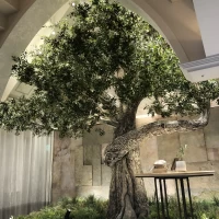 オリーブの木の植木の儀式をすることもできます。