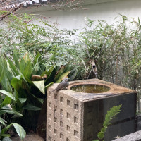 控え室の庭には小鳥の水飲み場もあります。