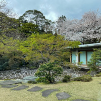 桜の木が見えるお庭