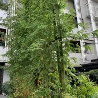 チャペル横の庭