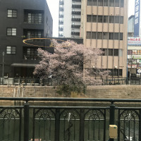 12月なのに桜が咲いていて素敵でした。